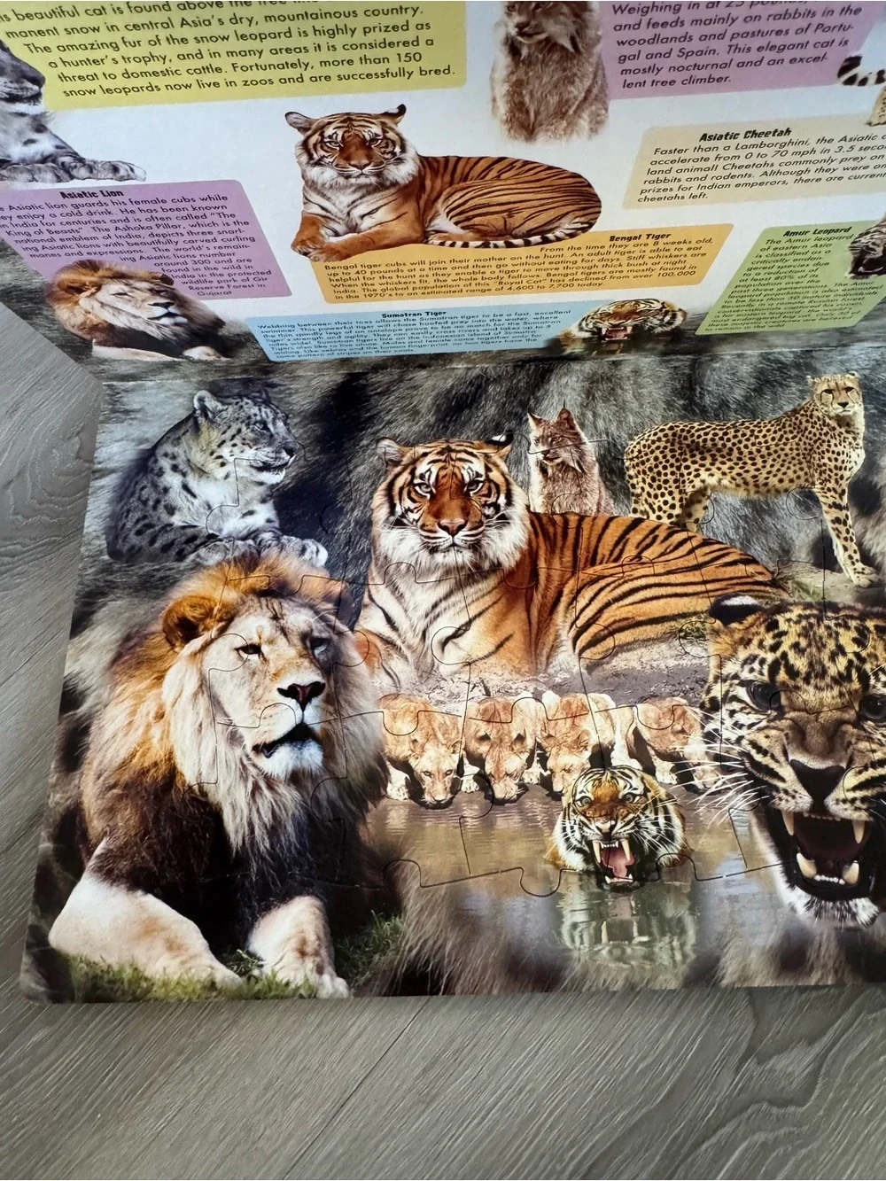 Animal treasures large puzzle book featuring endangered animals